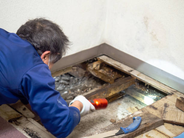 Best Kitchen Mold Remediation in Trotwood, OH