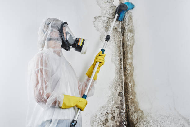 Best Residential Mold Remediation in Trotwood, OH