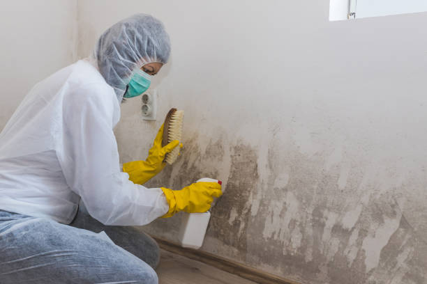 Best Post-Flood Mold Remediation in Trotwood, OH