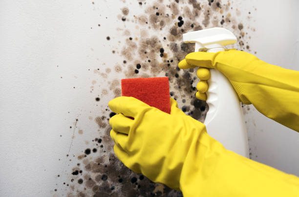 Best DIY Mold Remediation Support Services in Trotwood, OH