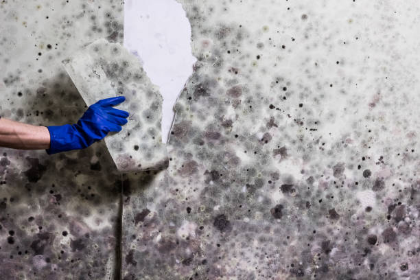 Best Commercial Mold Remediation in Trotwood, OH