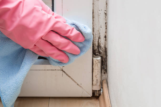 Best Basement Mold Remediation in Trotwood, OH