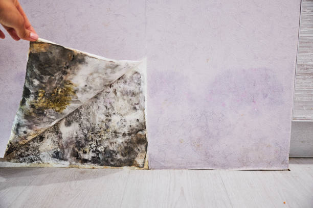 Trusted Trotwood, OH Mold Remediation Experts